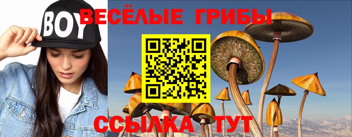 Галлюциногенные грибы Psilocybine cubensis Георгиевск